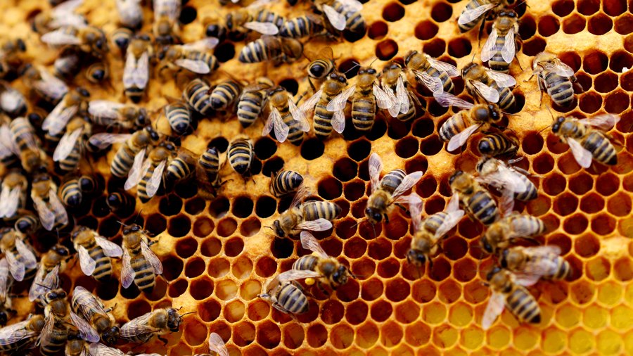 beehive_soundeffects_recording_16x9_900-jpg